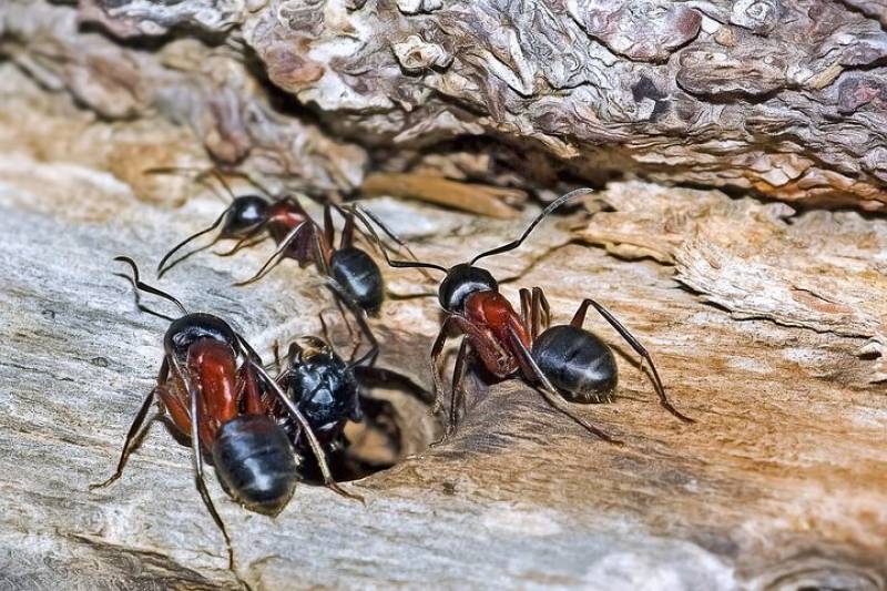 Devis traitement professionnel pour éliminer des fourmis charpentières dans une maison à proximité de Libourne