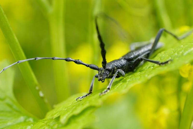 Quel est le traitement pour éradiquer des capricornes dans une charpente bois ? Blayes en Gironde