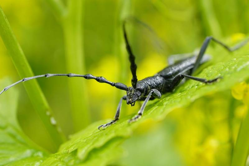 Quel est le traitement pour éradiquer des capricornes dans une charpente bois ? Blayes en Gironde