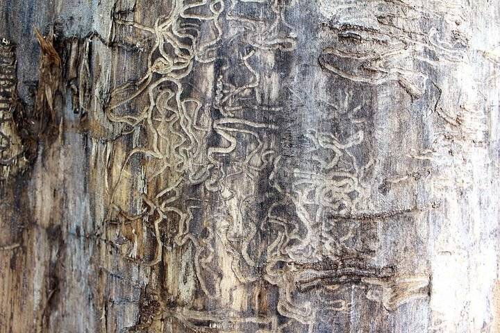 Pourquoi les termites deviennent-ils de plus en plus résistants face au réchauffement climatique ? Montendre